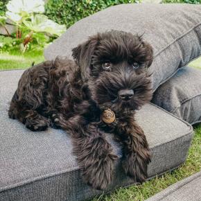 Cushion & Pillow